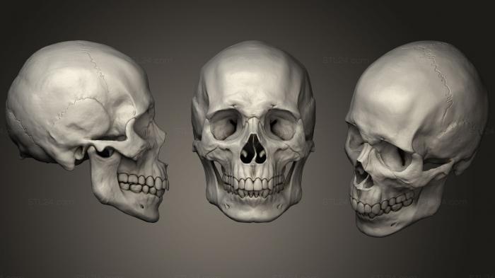 Cranio Masculino